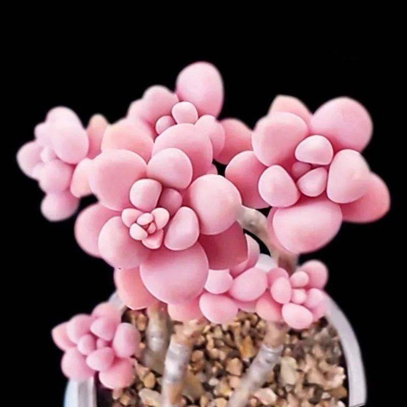 多肉老桩桃蛋群生多头植物桃之卵肉肉办公室内绿植盆栽花卉-阿里巴巴