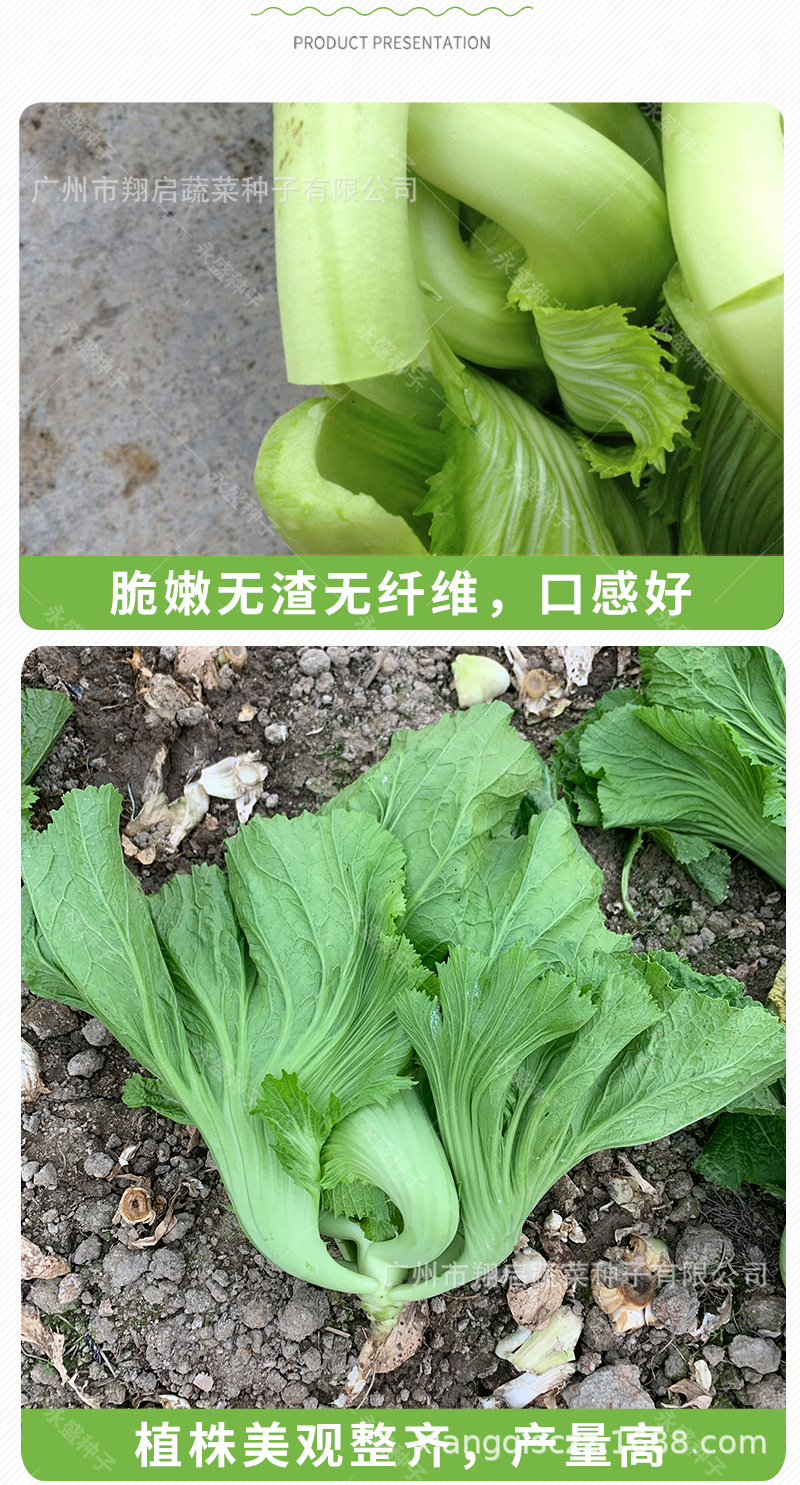 芥菜种籽四季水东芥菜种广东厂家直销包心甜芥菜种子蔬菜种子公司