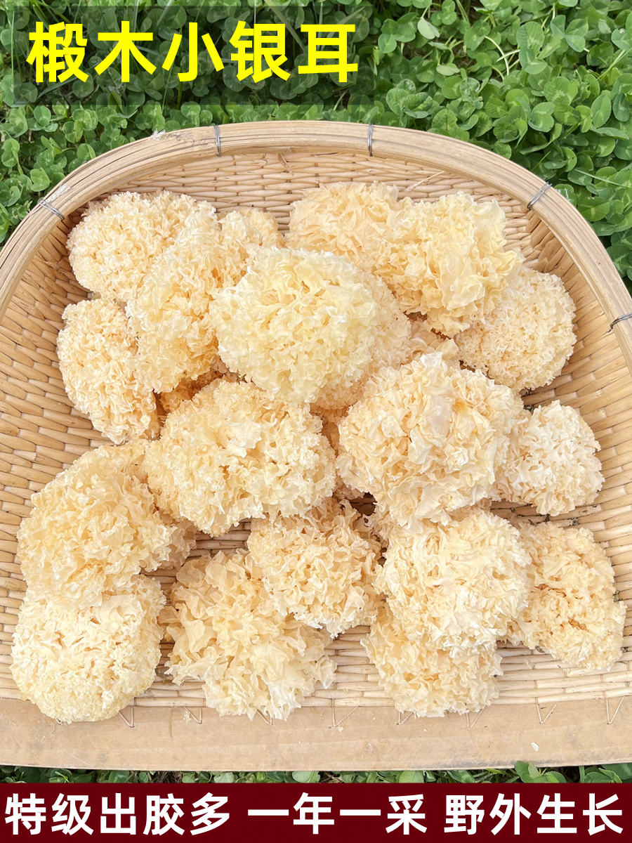 东北椴木小银耳干货出胶糯无硫野生无碎白木耳莲子羹雪耳特产500g