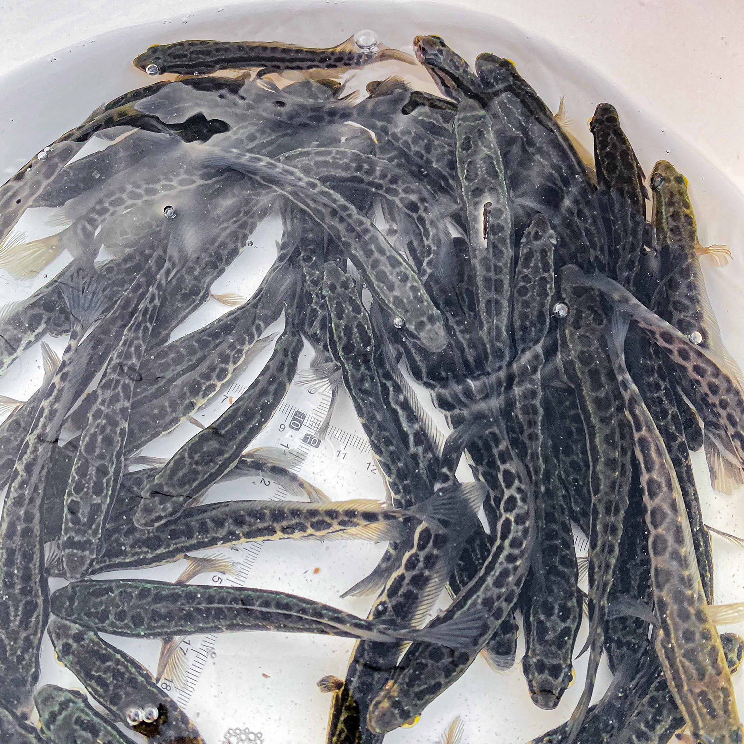黑鱼苗生鱼苗乌鱼乌鳢鱼苗草鱼苗养殖观赏鱼大型淡水鱼包活