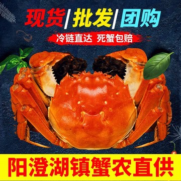 批发现货阳澄湖镇活体螃蟹精品礼盒六月黄公母鲜活大闸蟹中秋送礼