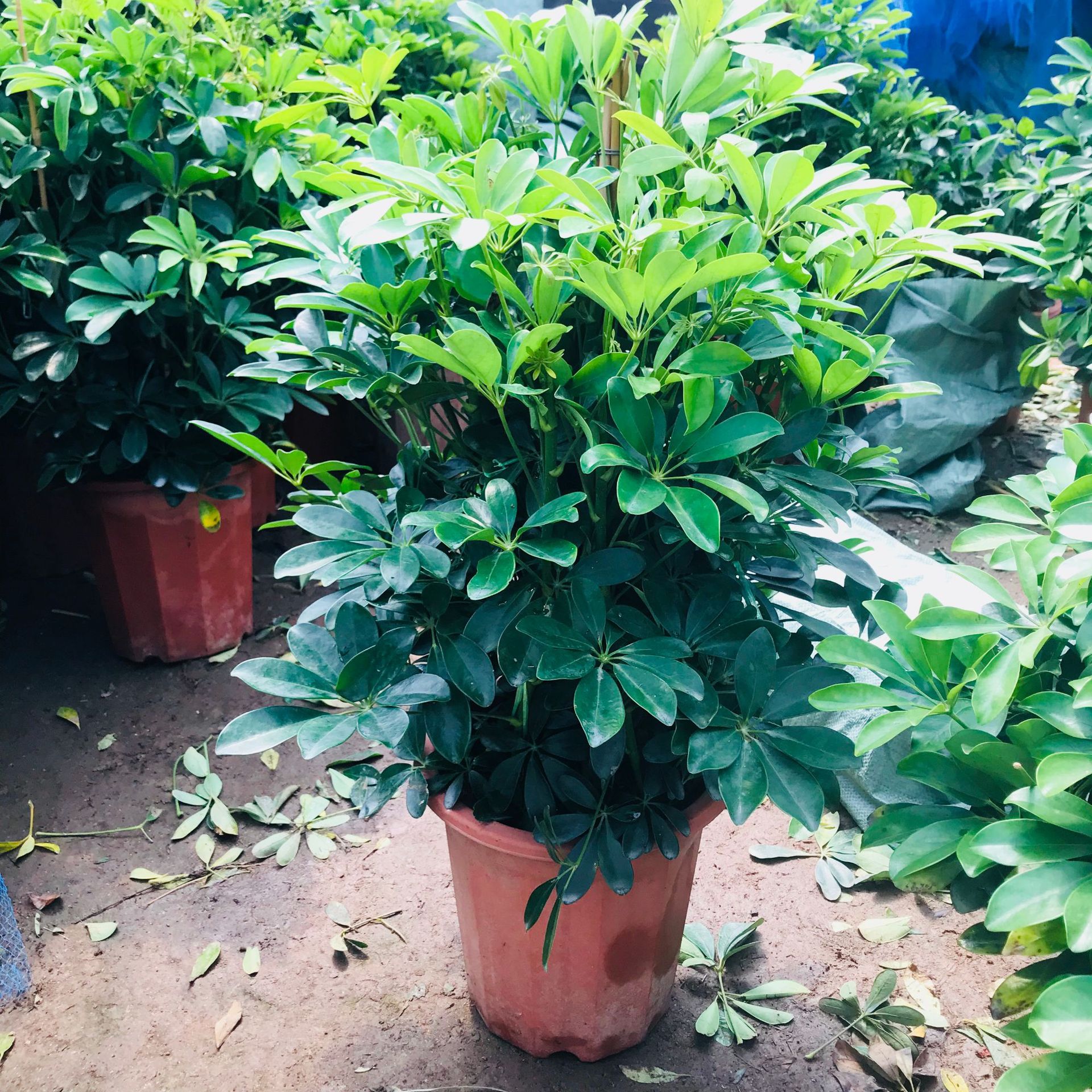 鸭脚木60-70高左右植物品种鸭脚木干湿习性中性光照习性中性生长适温