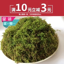 鲜活苔藓微景观苔青干苔藓水苔种植兰花铁皮石营养土乌龟打包运输