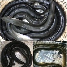 潮鲜汇 鲜活现杀河鳗白鳝新鲜海捕鳗鱼乌耳鳗每条2斤左右包邮