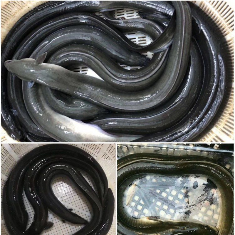 福建淡水河鳗鱼黑鳗鱼野生新鲜活鳗鱼鲜活河鳗白鳝白鳗水产生鲜