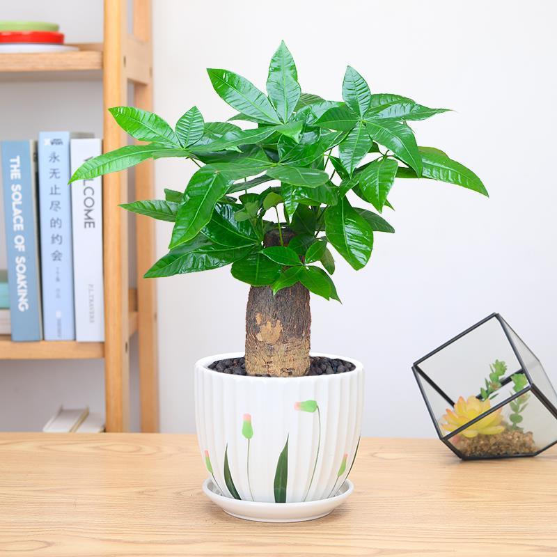 发财树盆栽绿植植物办公室客厅室内盆景好养小发财树水培绿萝