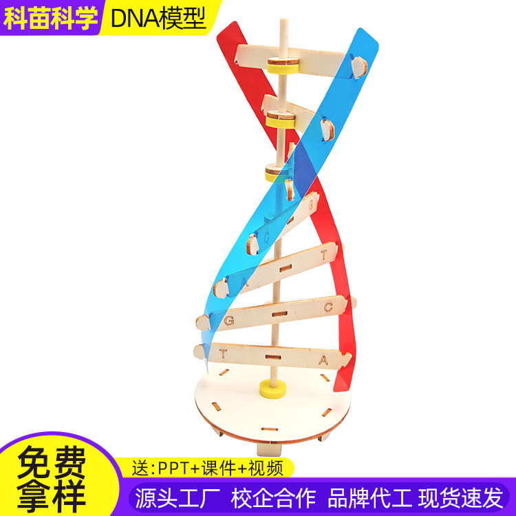 diy科技小制作人体基因dna双螺旋模型 生物科学实验器材科普教具
