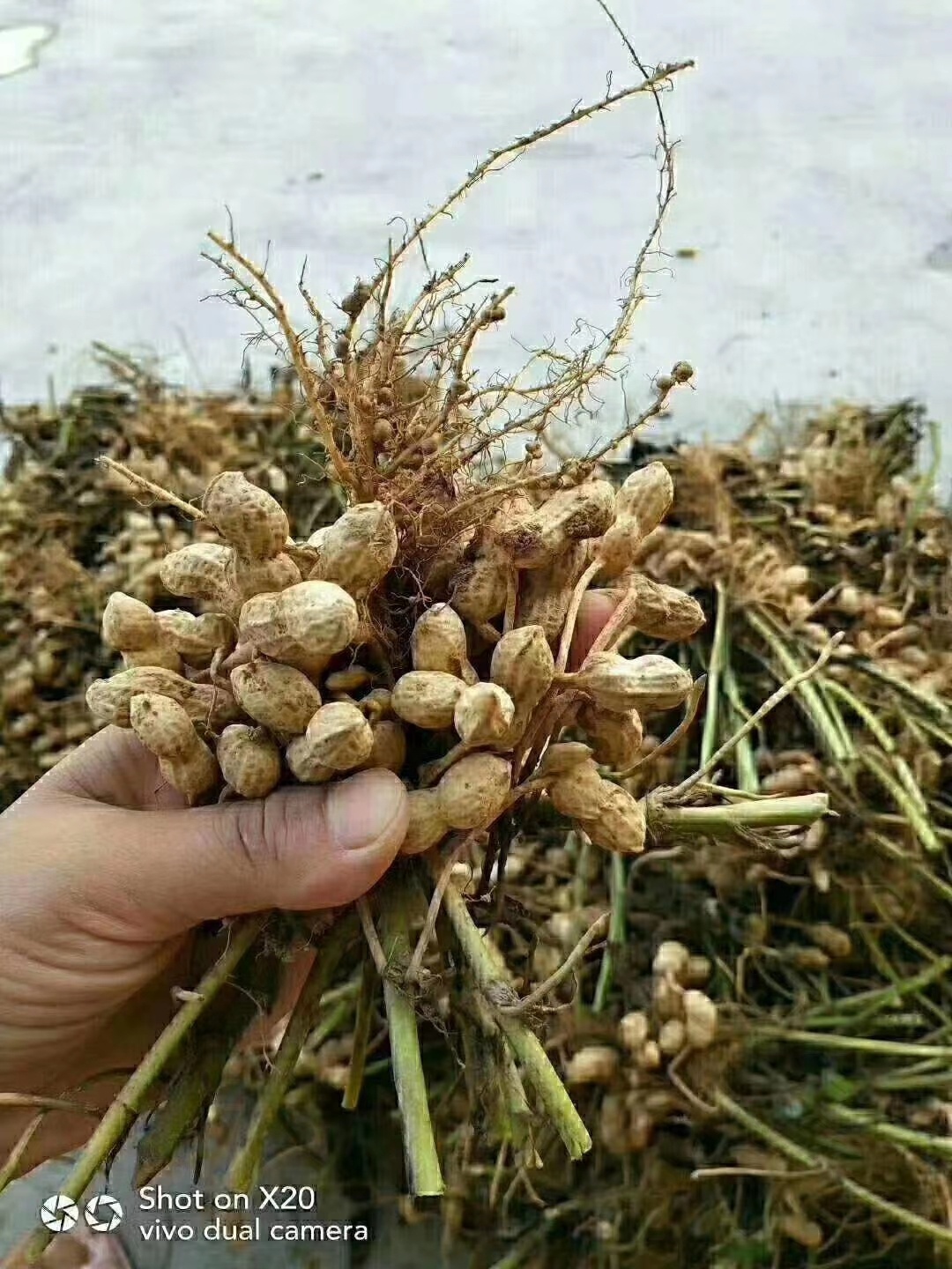 湖北恩施小村富硒带壳红米花生红衣红皮花生生花生特产3斤包邮