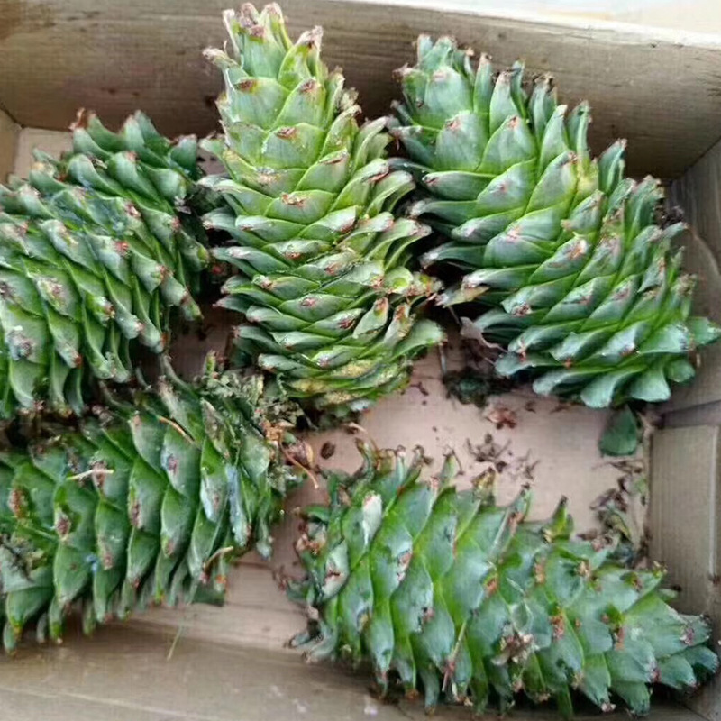 长白山野生松子 新鲜松塔 红松果松鼠粮干松塔