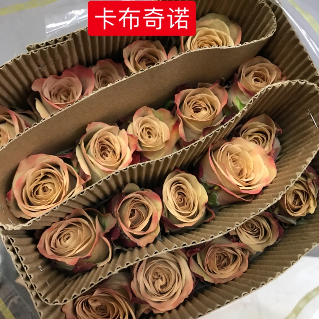 [卡布奇诺玫瑰]云南基地批发 鲜切咖啡色玫瑰花 婚庆装饰节日鲜花