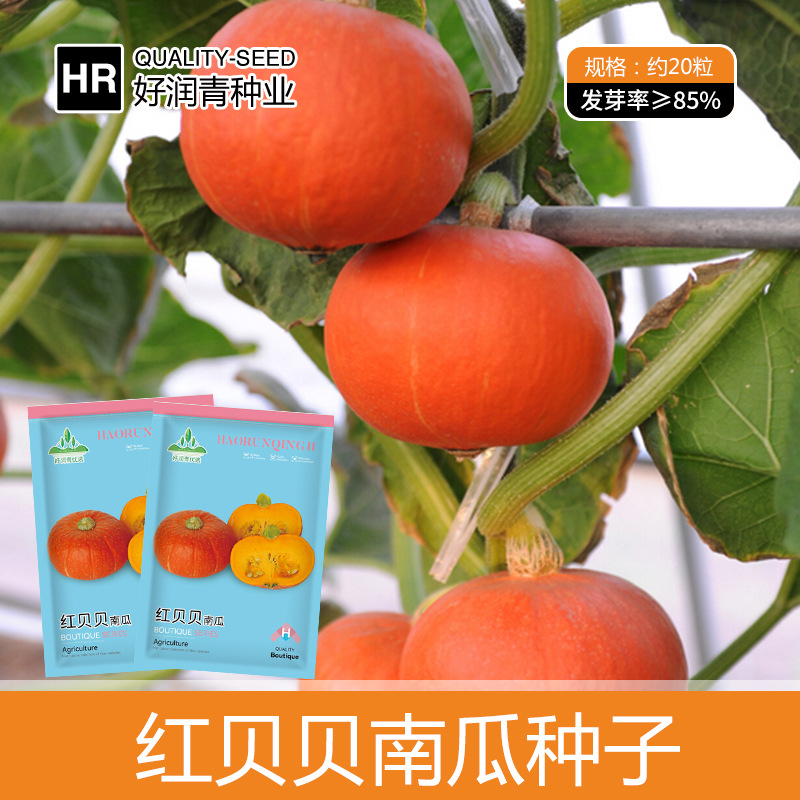 厂家批发红色小贝贝南瓜种子迷你红板栗南瓜种籽春季四季盆栽庭院