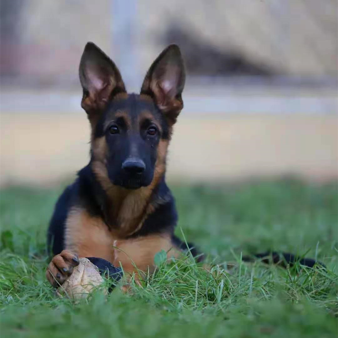 德国牧羊犬活 体幼犬放牧牛羊犬看家护院犬 包健康纯 种工作犬狗