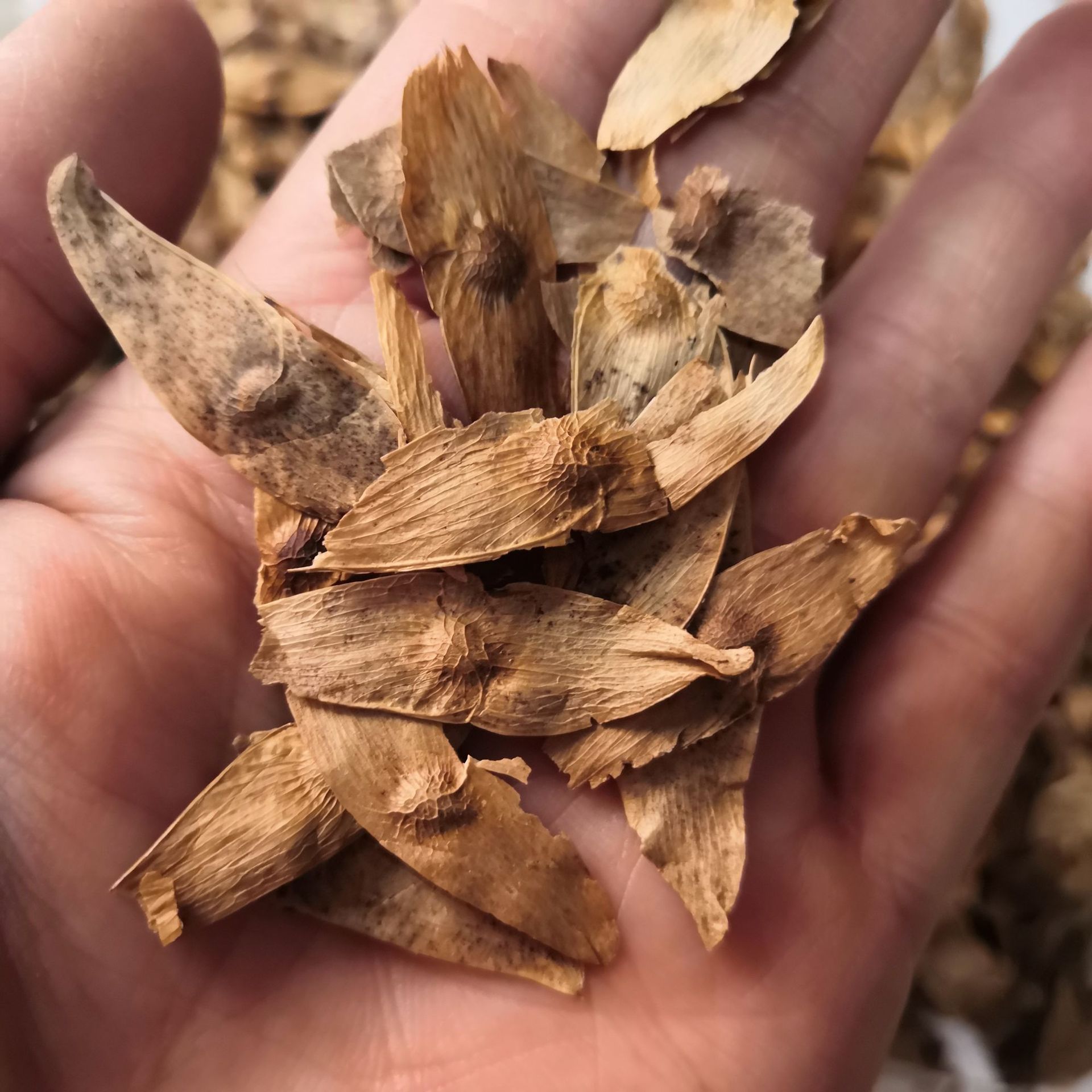 中药材凤眼草 椿荚 凤眼子 臭树铃铛 臭椿子 春铃子批发零售-阿里巴巴