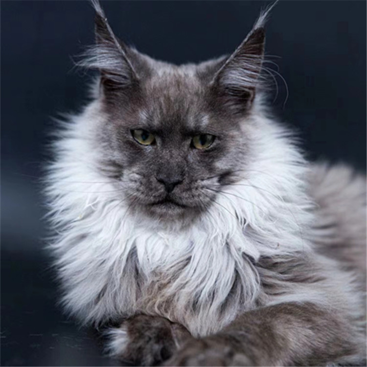 烟灰缅因猫咪活体养户直发大型宠物猫凯米色棕虎银虎缅因猫咪活体