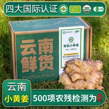 云南文山小黄姜有机新鲜生姜新鲜食用现挖成熟月子姜带泥土姜