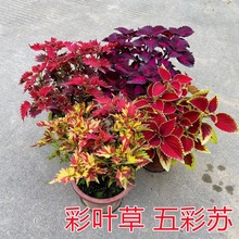 四季观叶植物 彩叶草花苗 阳台庭院盆栽彩叶草 五彩苏 红叶五色草