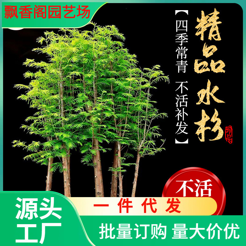 一件代发水杉树苗盆栽室内办公室桌面水培植物客厅落羽杉盆景四季