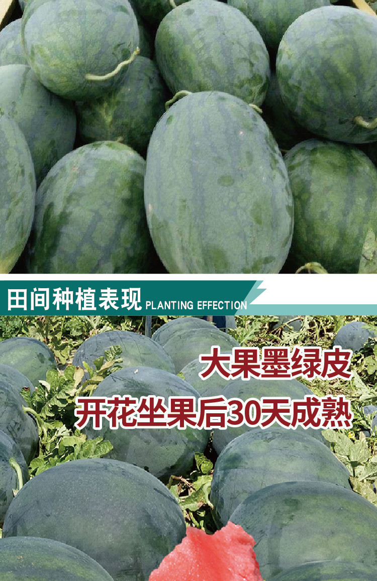 千普秦农3号西瓜种子薄皮大红肉小籽汁多甜爽西瓜种籽西瓜籽批发