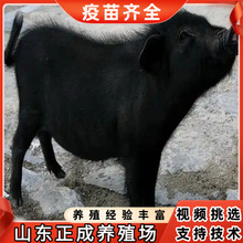 厂家大量批发纯种藏香猪幼崽送货上门山东黑猪养殖基地低价直销猪
