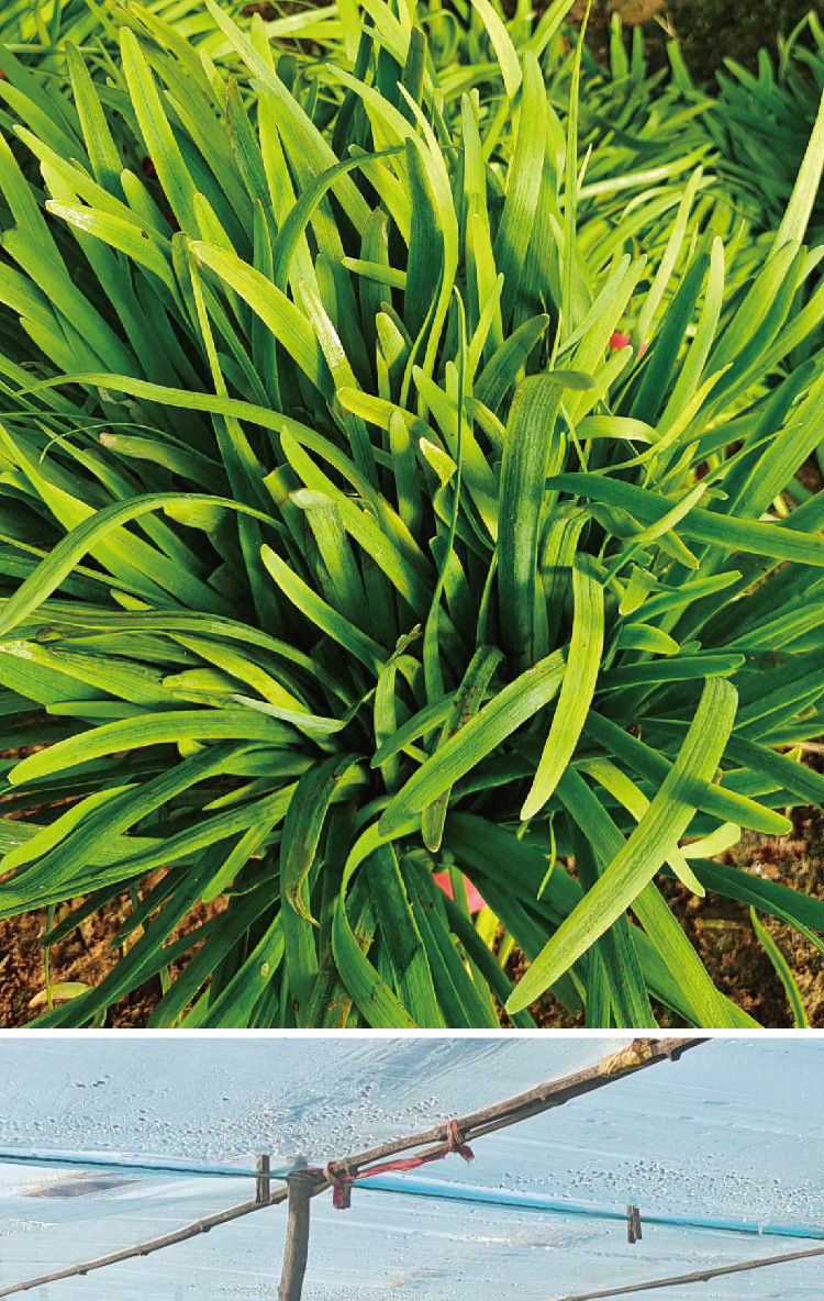 常丰791韭菜种子农田菜地可播韭菜种籽厂家批发高抗多茬韭菜种子