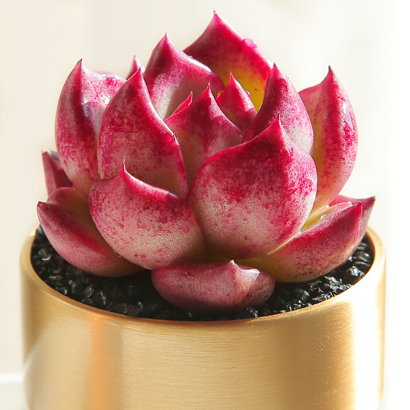 678基地批发多肉植物系列 状态乌拉克拉群盆10cm多肉品种-报价