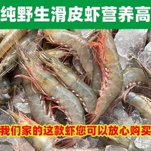 舟山海鲜新鲜野生滑皮虾东海水产冰鲜深海活皮虾对虾青壳虾速冻