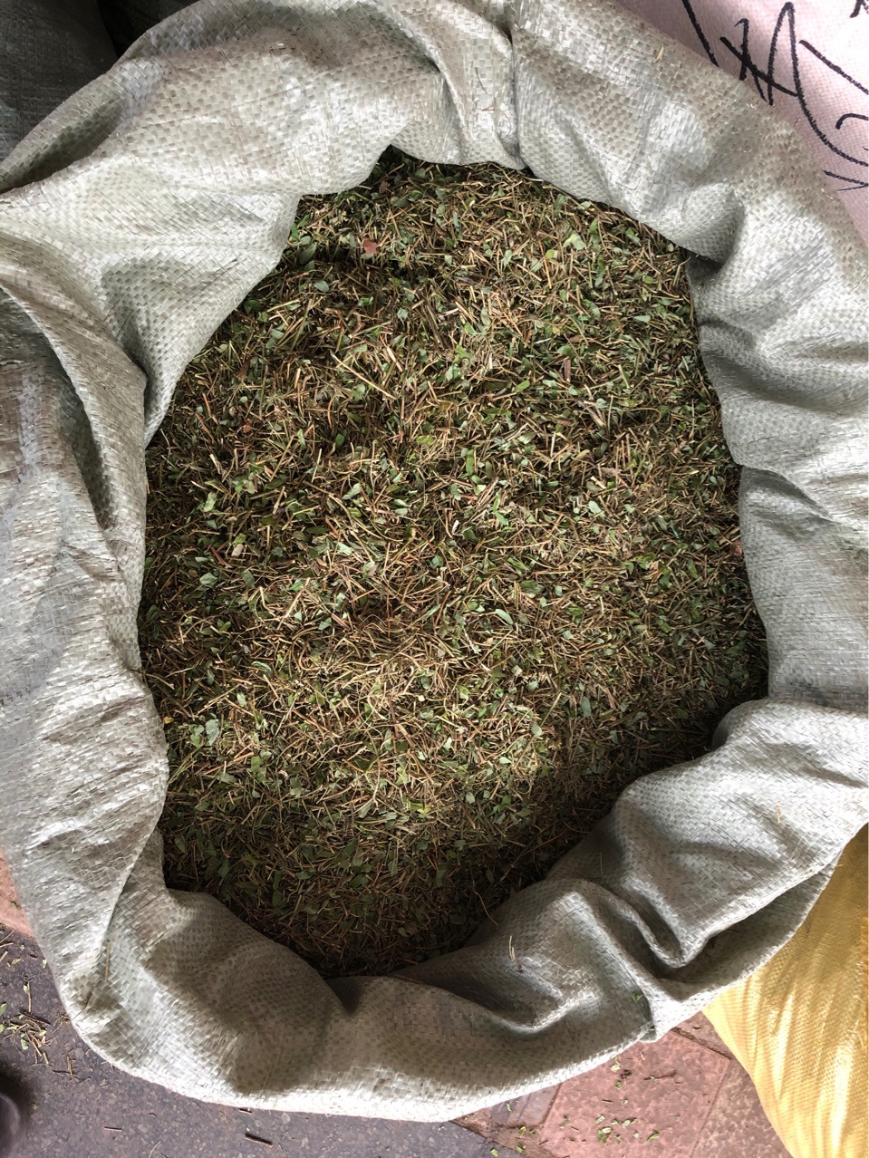 相思藤 中药材新货 广西土甘草 相思叶 相思藤茶