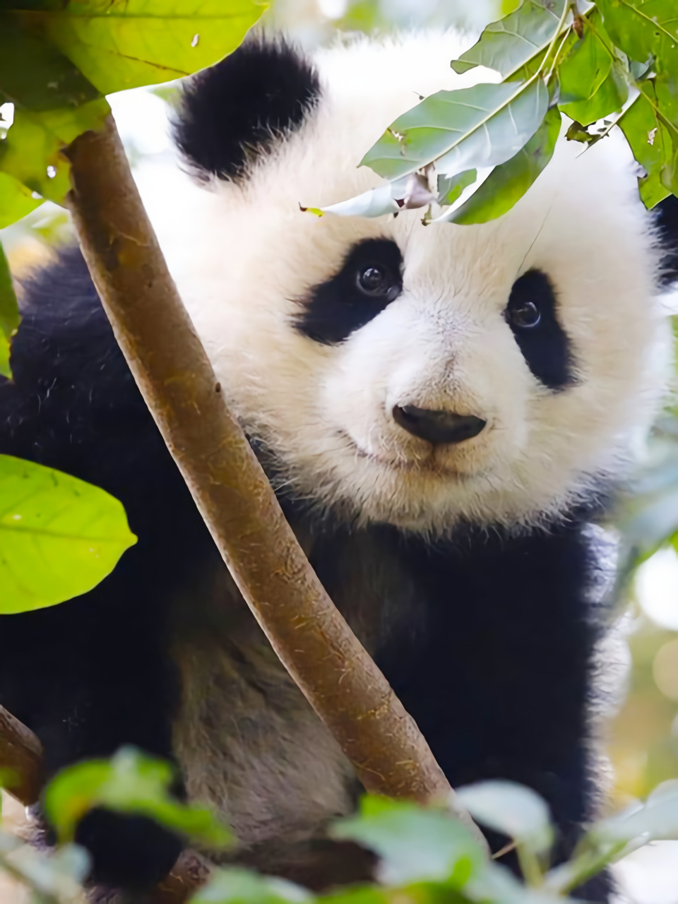 5d钻石画满钻国宝大熊猫钻石刺绣动物图片定制家居装饰画卧室挂画