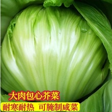 一件代发芥菜种子11号大肉包心芥种籽腌制酸菜冬季播大田高产蔬菜