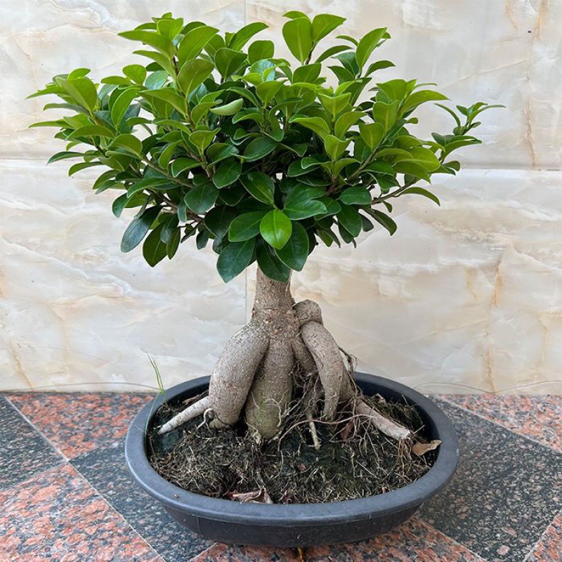 人参苗盆栽正宗长白山新鲜带土室内植物山参幼苗东北特产真品