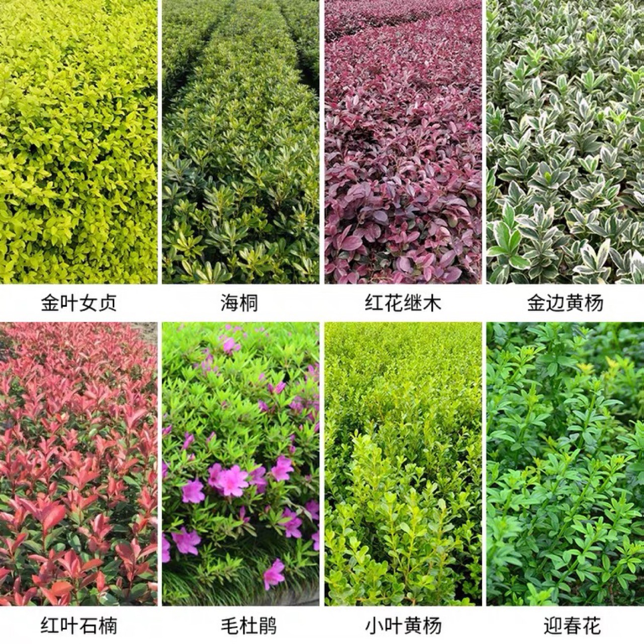 色块苗杯苗红叶石楠红继木金森女贞苗