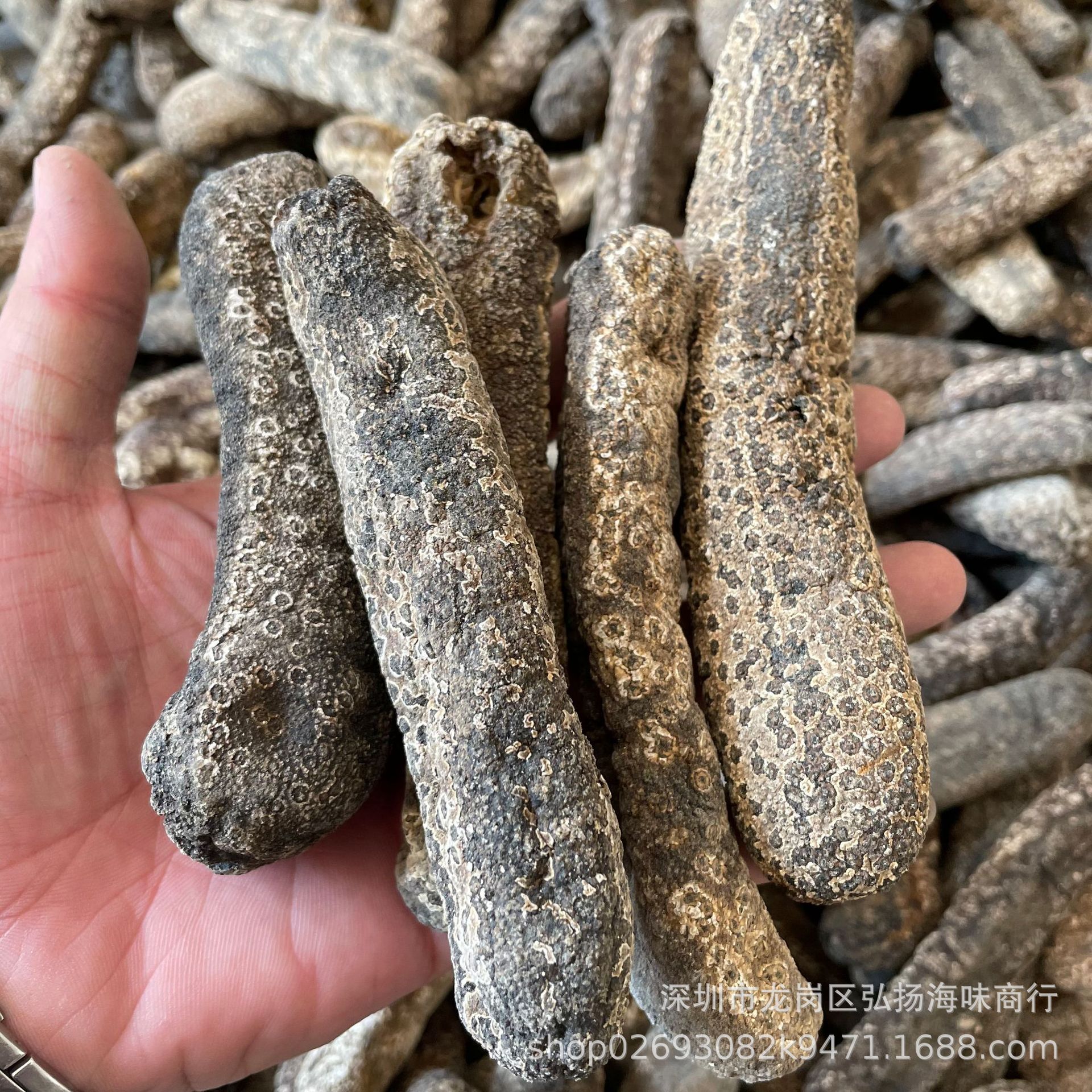 新几内亚虎皮参 黑虎皮参 大赤参 赤条海参干货 7-15头