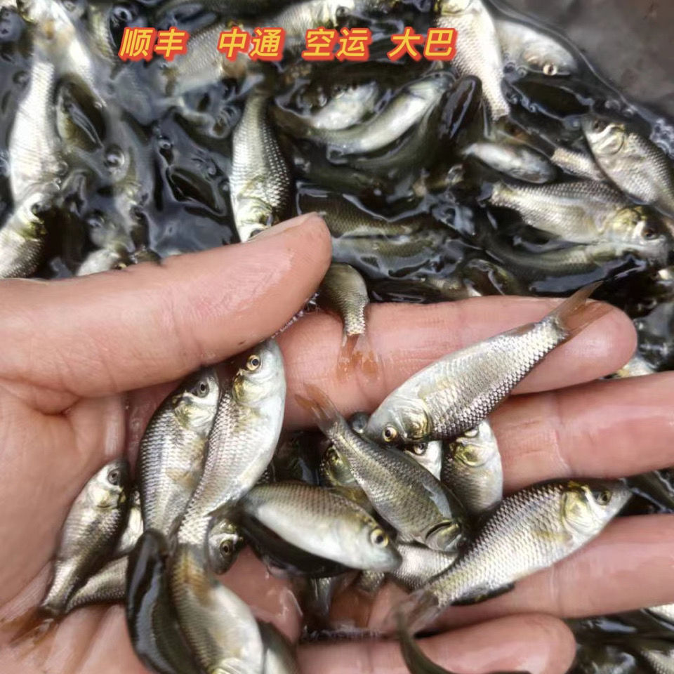 鲫鱼苗 中科号 中科号 工程鲫 湘云鲫 大白鲫观赏鱼宠物及园