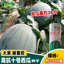 神禾种业高抗十号西瓜种子  农田菜园播种大果耐重茬脆甜西瓜籽
