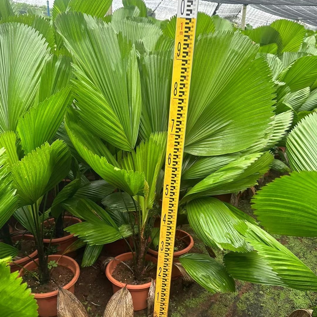 热带植物棕榈树圆叶轴榈批发 圆叶刺轴榈景观树庭院造景植物种植