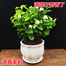 茉莉花盆栽花卉植物室内花苗四季开花浓香好养易活驱蚊草老桩绿植