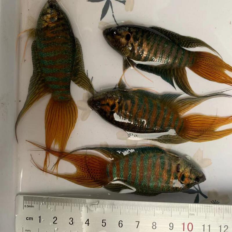 斗鱼批发活鱼观赏鱼野生普叉好养耐活小型冷淡水养不死的懒人鱼苗