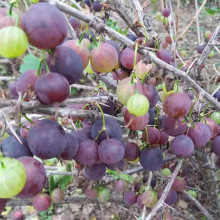 基地批发灯笼果苗 1-3年灯笼果苗 根系发达现挖现卖