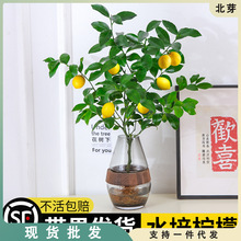 香水柠檬树盆栽水培植物花卉室内花可结果食用办公室桌面好养绿植