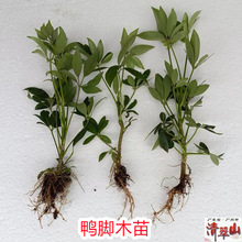 苗圃直供鸭脚木苗庭院阳台室内盆栽花卉绿植四季常青鹅掌柴苗美观