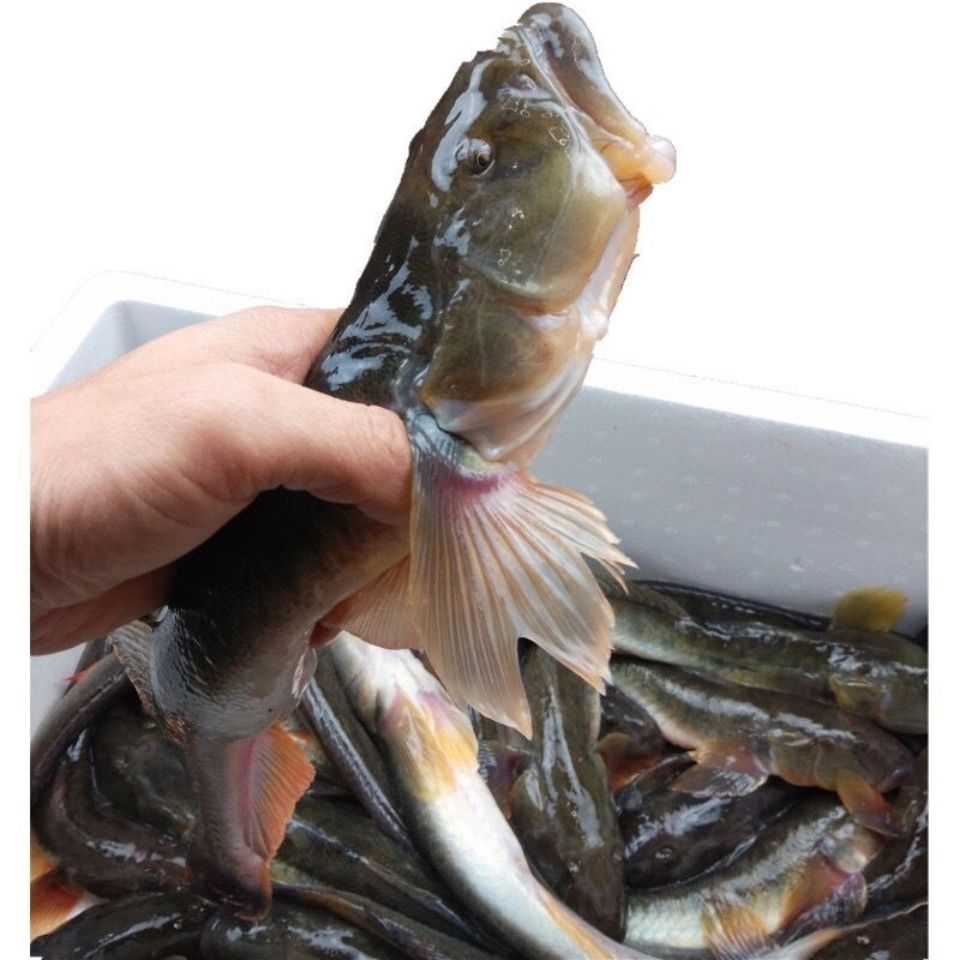 海鲜鲜活沙光鱼大胖头鱼冷冻新鲜小龙鱼海鲶鱼深海水产海鱼类