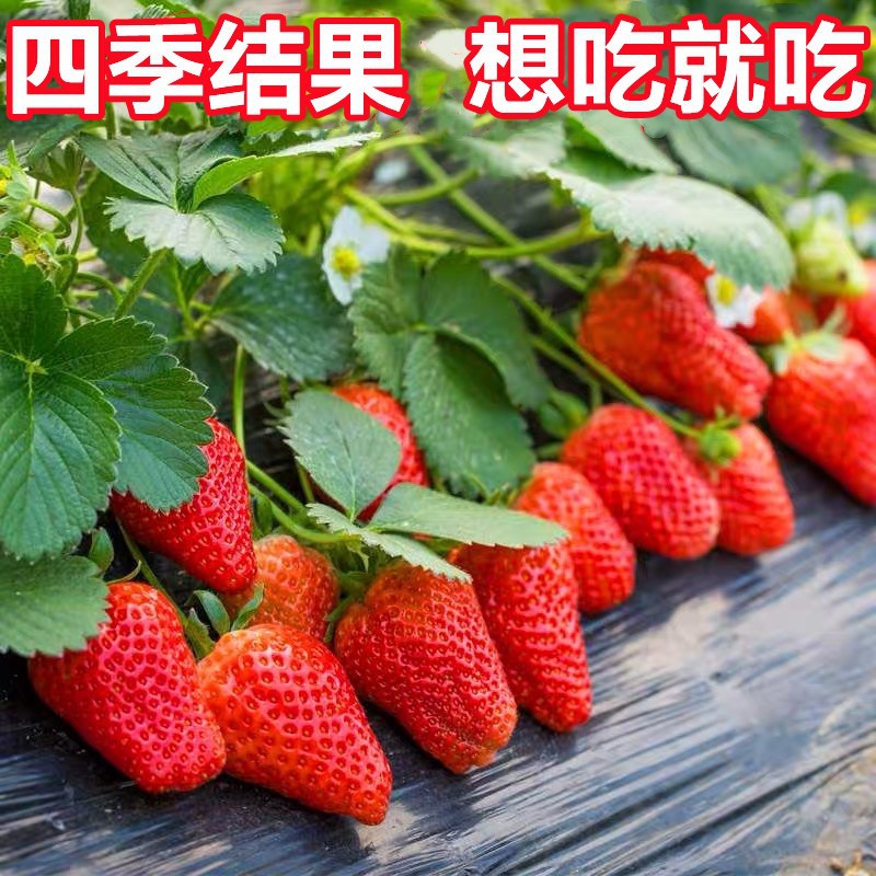 四季草莓苗盆地栽南北方阳台室内外种植当年结果奶油红颜白草莓秧
