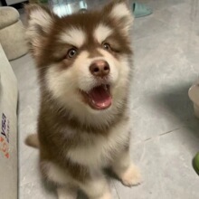 纯种萨摩耶幼犬活体熊版大骨架纯白色雪橇犬小狗狗大型可爱宠物狗