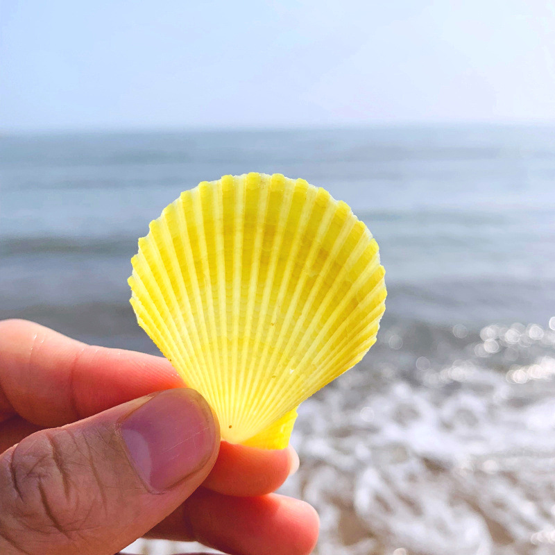 彩色贝壳彩贝扇形贝天然海螺小贝壳家装贝壳墙贴地台婚庆装饰画摆