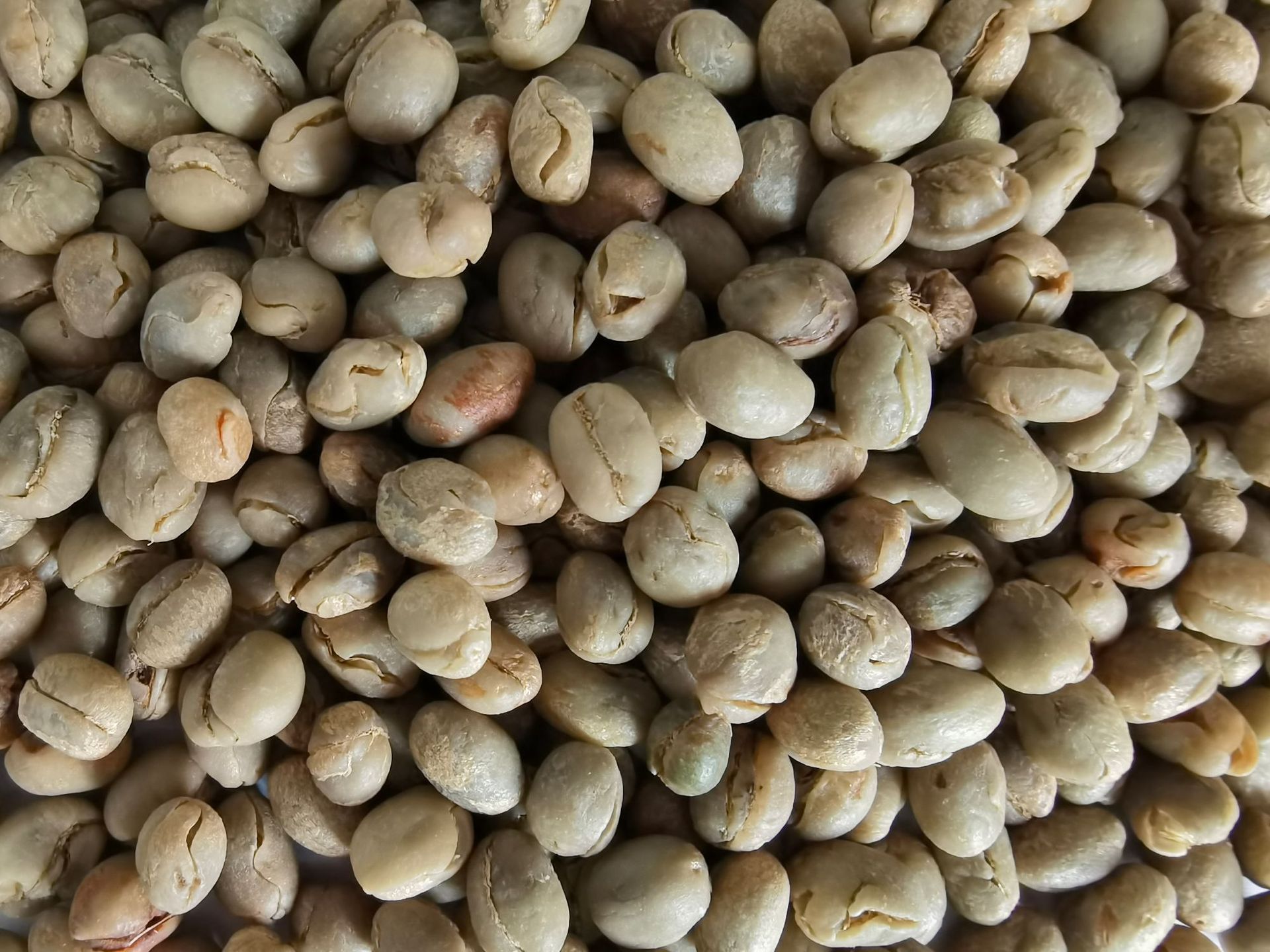 云南小粒咖啡生豆arabica阿拉比卡 14-16目 出口内销生产厂家