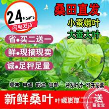 新鲜桑叶嫩现摘喂蚕送金丝蚕宝宝学生养蚕套装大叶桑树叶饲料蚕卵