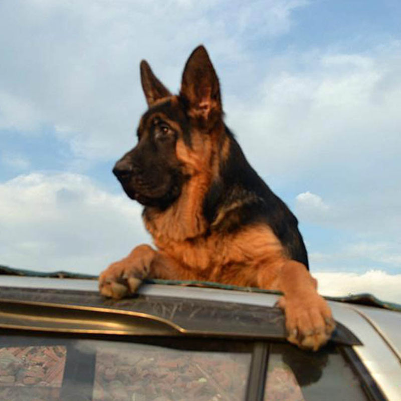 出售德国牧羊犬幼犬活体纯种狼狗警犬幼崽锤系黑背犬弓背德牧幼犬