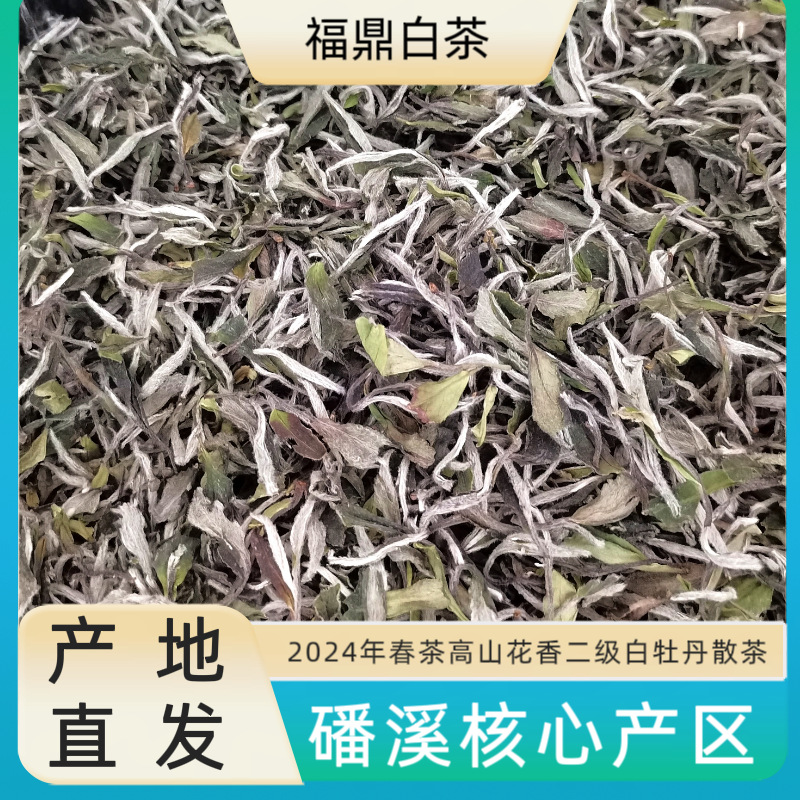 新品上市2024福鼎白茶原产地高山明前日晒二级白牡丹春散茶叶批发