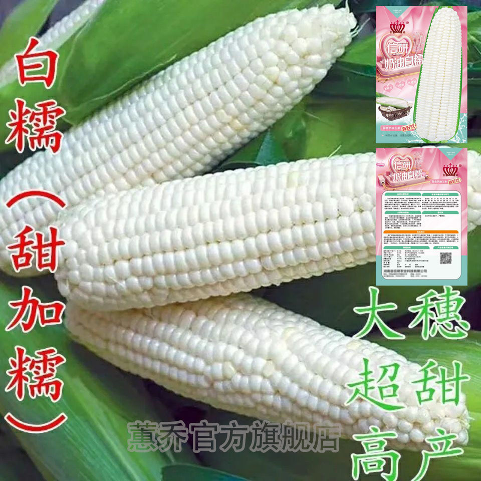 山东 滨州市回头率:0%滨城区艺捷园林绿化部1年玉米种子高产矮杆白糯