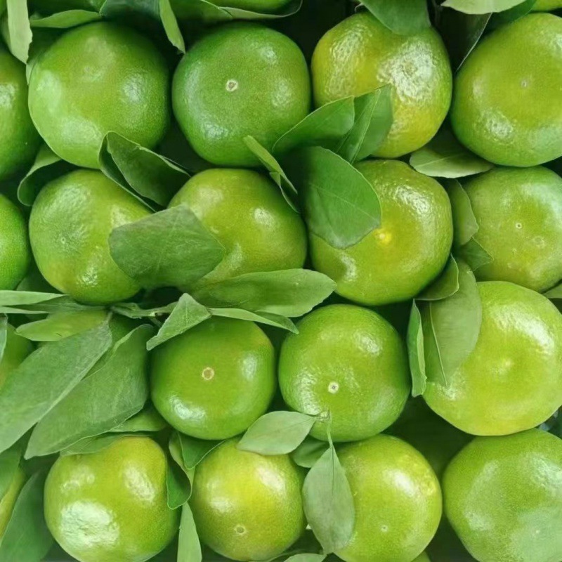 新鲜酸橘子湖北新鲜现摘蜜桔早熟青皮无籽酸甜水果休闲食品批发